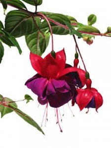 花百科 | 倒挂金钟