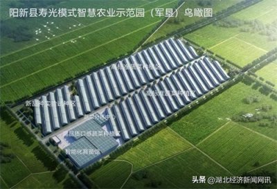 湖北阳新:着力发展设施农业,引资引智合力打造现代化设施蔬菜产业示范园