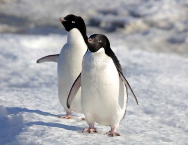 南极和北极哪个更冷?答案→