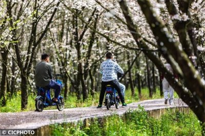 贵州:樱花如雪竞相绽放