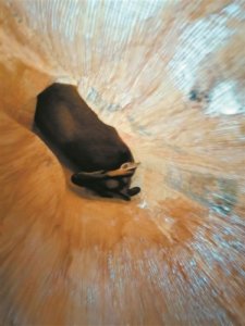 一只赤麂不速而入农家