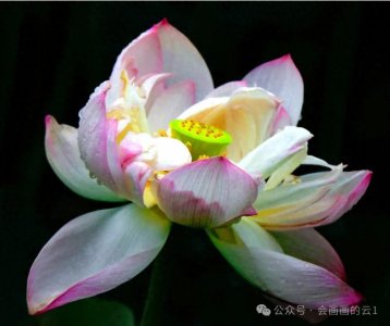 荷花简笔线描画教程,清雅脱俗,简直不要太好看!