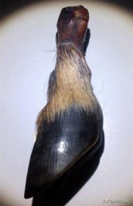 神秘的“黑驴蹄子”竟被用来车珠子,这是准备带着去盗墓吗?