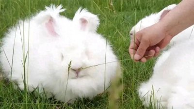 农村养殖细绒兔,投资小,成本低,赚钱快,养100组能赚290万元