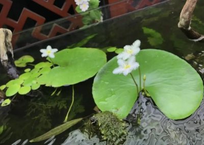 养了3年“一叶莲”,每次活不过3个月,原来卖家说的都是假的