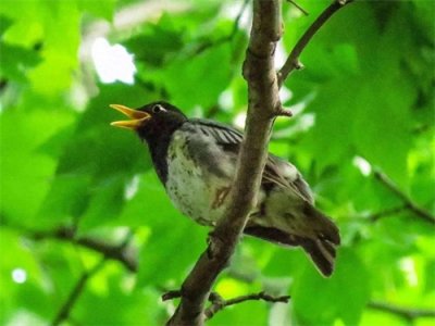 林子大了,啥鸟都有