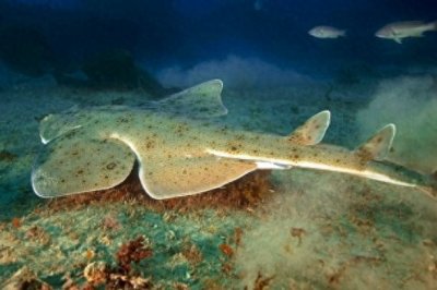 10种即将灭绝的动物,再不看就来不及了!