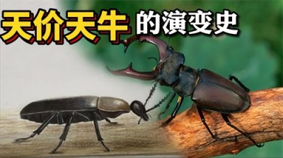 常被你一脚踩死,曾卖到50多万的天牛,从演变史找天价原因