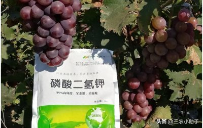 磷酸二氢钾控旺的妙用