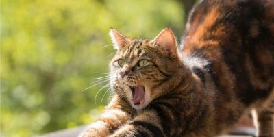 冷漠是什么意思(高冷是什么意思)