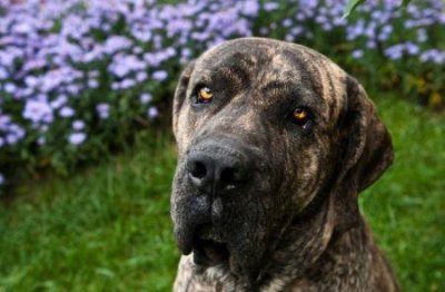 10种温柔的大型犬,健壮的身躯里面,潜藏着柔软的心灵 看似凶猛本来温柔的大