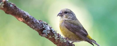 画眉鸟的特点 画眉鸟有哪些特点样子和叫声