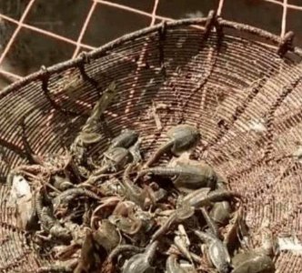 农村男子在小溪里摸鱼,却意外抓到这样的东西,却没有人认识它们