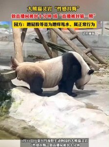 笑不活了,大熊猫“灵岩”凭“性感抖臀”成功让直播间被封10分钟