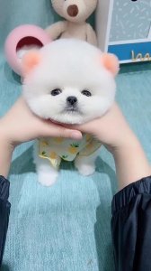 狗证要怎么办理(如何办理狗证)