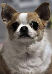 两三个月的吉娃娃怎样喂狗粮(吉娃娃两个月怎么喂食)