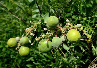 文冠果:颜值与内涵兼具的东方神树