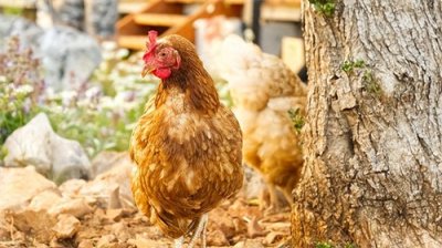 养鸡秘诀:养鸡中的一些小技巧,注意事项,养殖要点