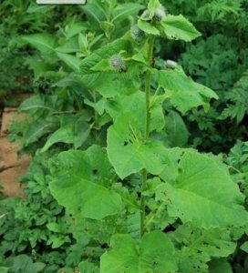 云木香是一种怎样的植物