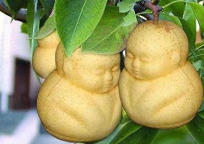 现实生活中真的存在人参果?它是一种水果,你吃过吗?