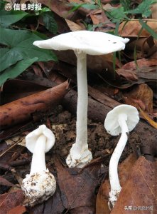 注意!“致命白毒伞”又现白云山