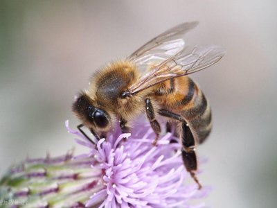 蜜蜂最怕闻到什么味道?家里进了蜜蜂如何巧妙的赶走?